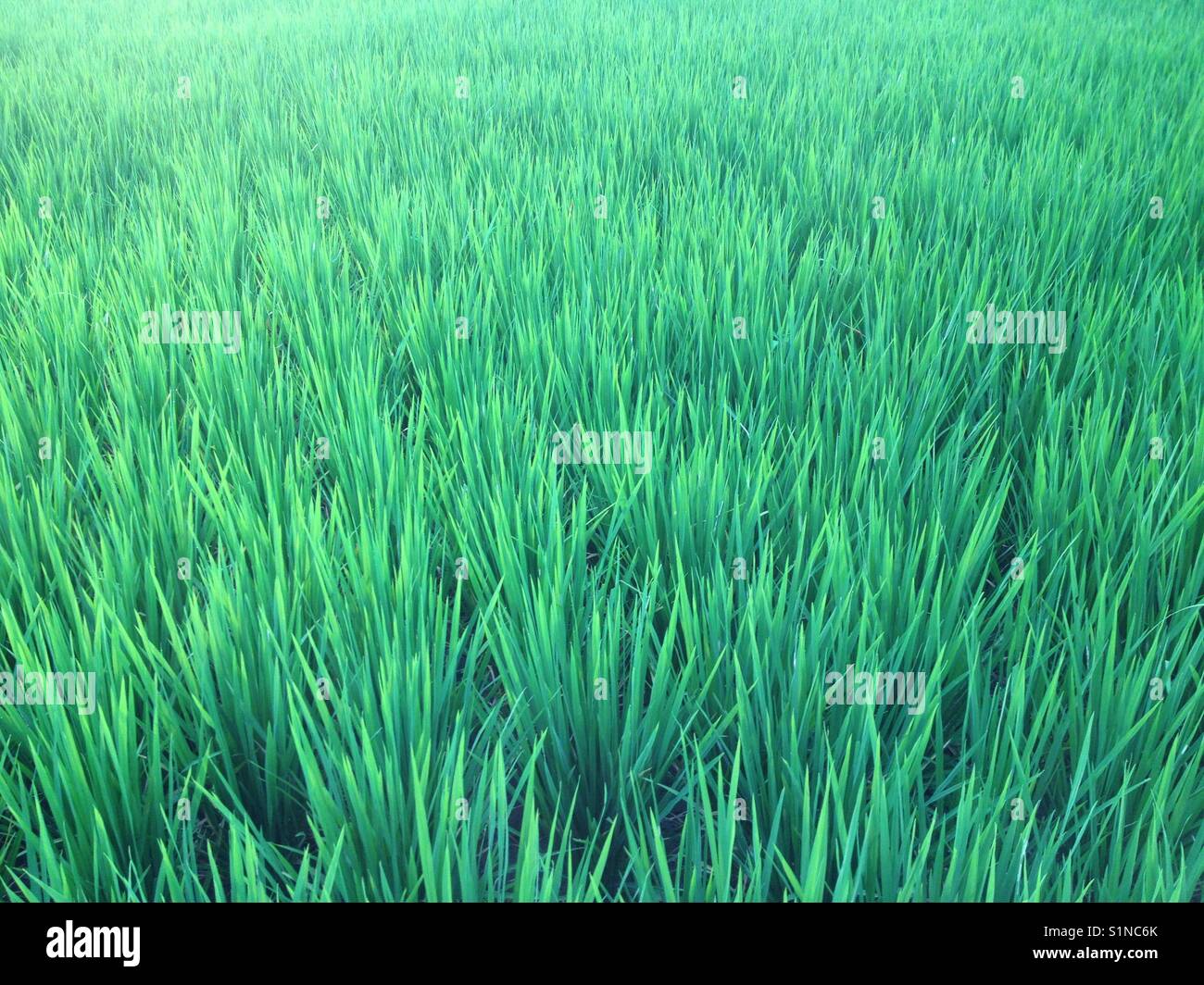 Junge Reispflanzen Stockfoto