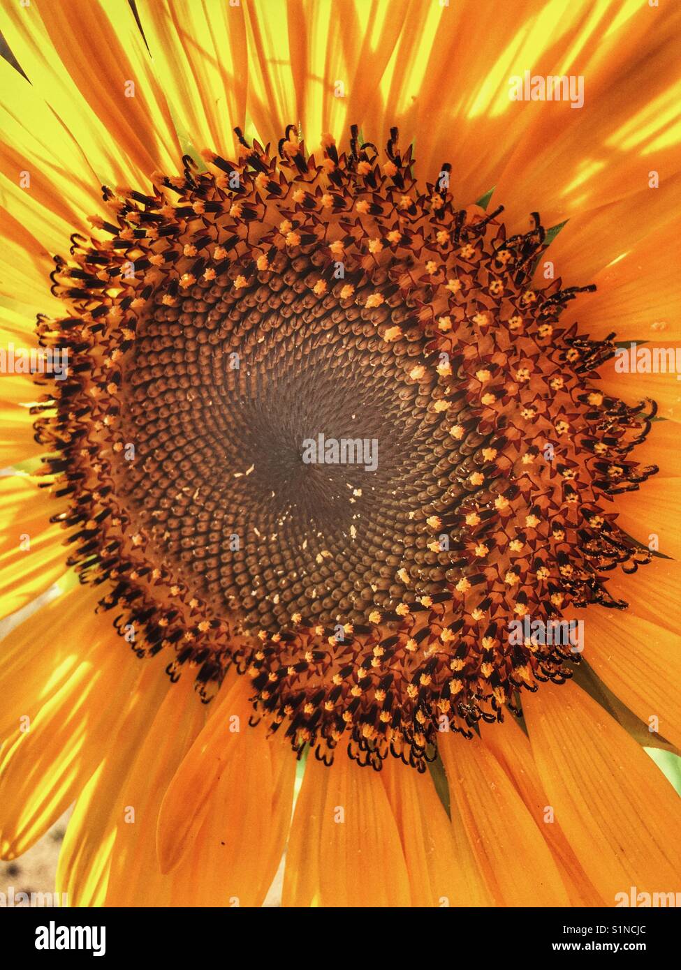 "Russischen Riesen" Sonnenblume, Helianthus annuus Stockfoto