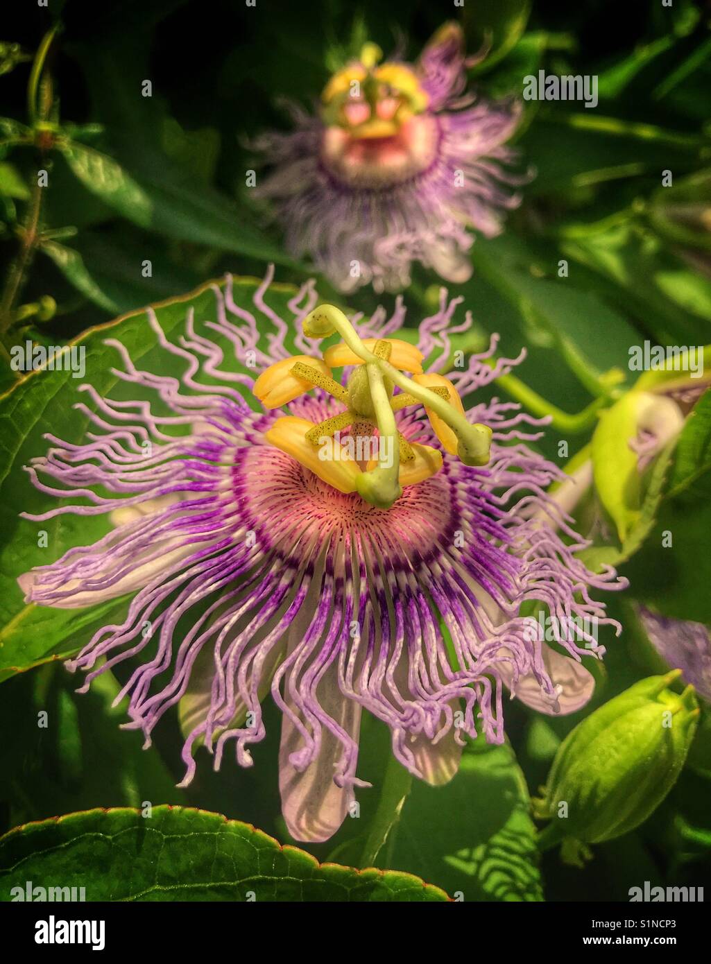 Wild Passion Blume, Passiflora incarnata Stockfoto