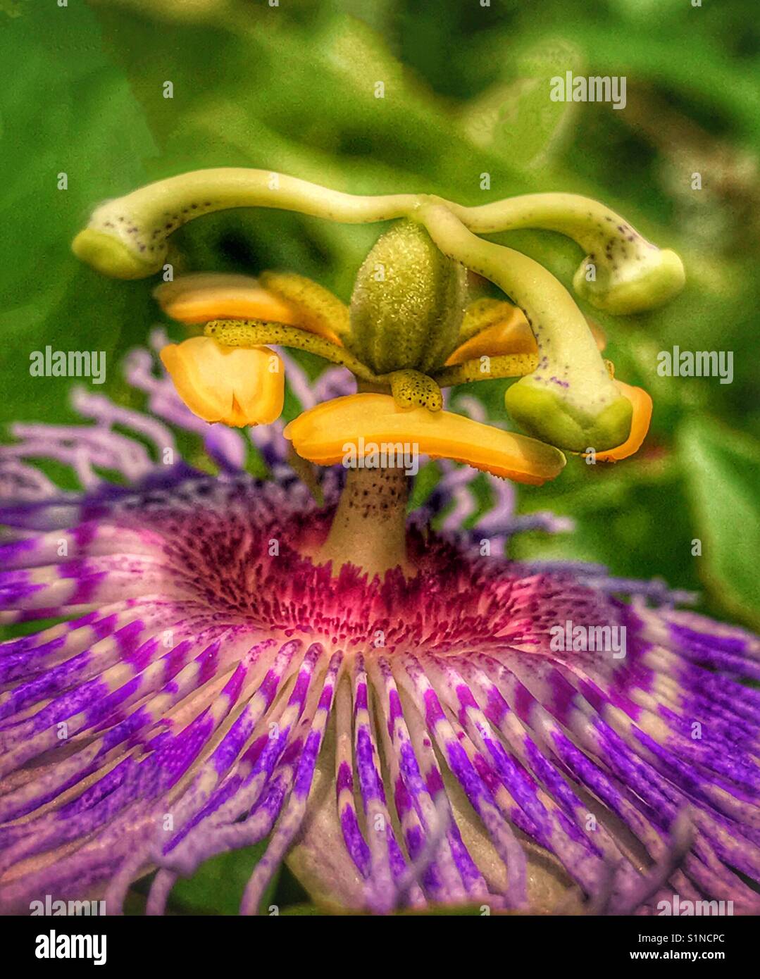 Passionsblume, Passiflora incarnata Makroaufnahme Stockfoto