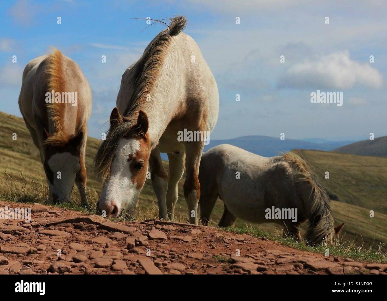 Wilde Pferde grasen auf der Seite eines Berges Stockfoto