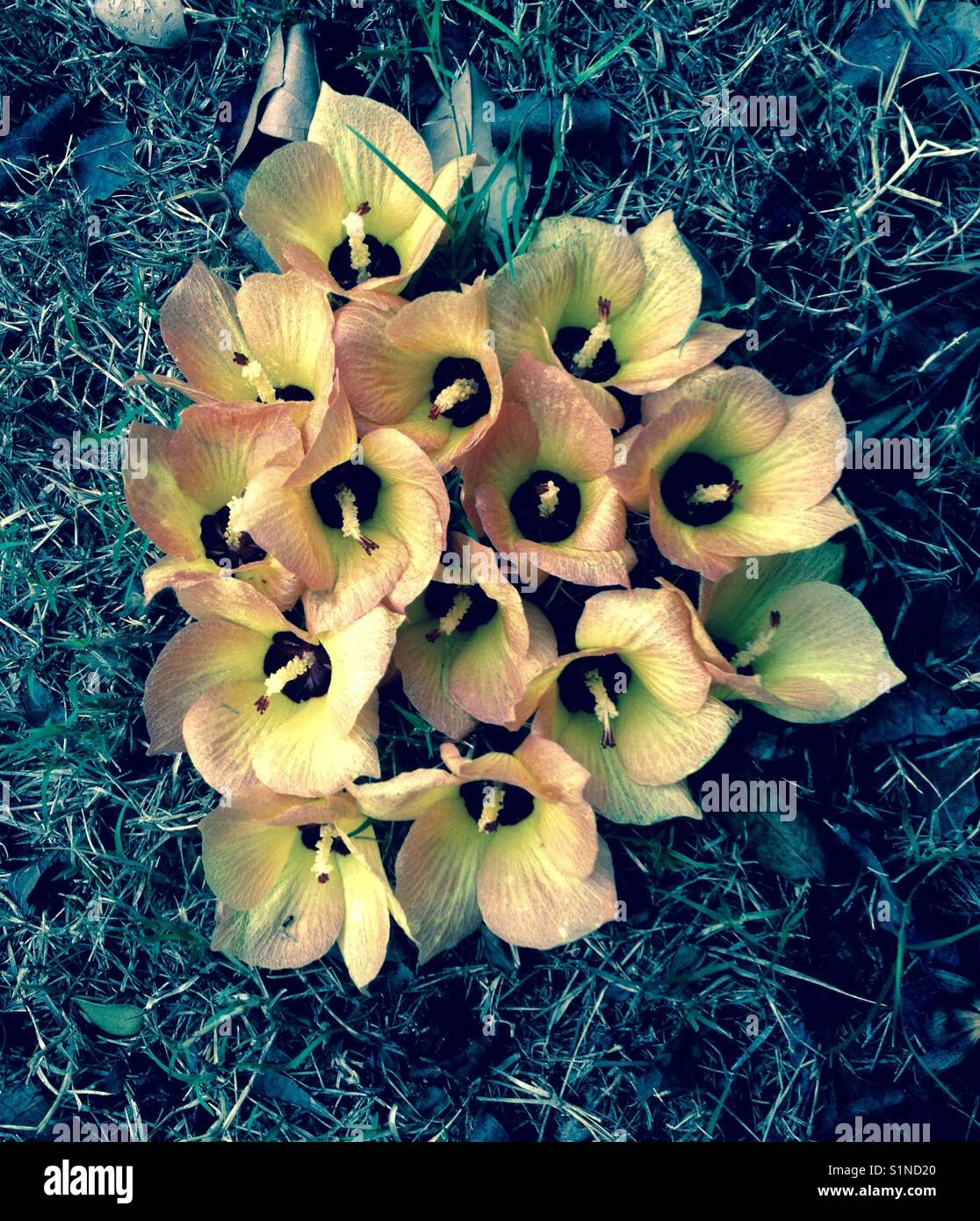 Die Blumen im Garten. Seele Liebhaber. Stockfoto