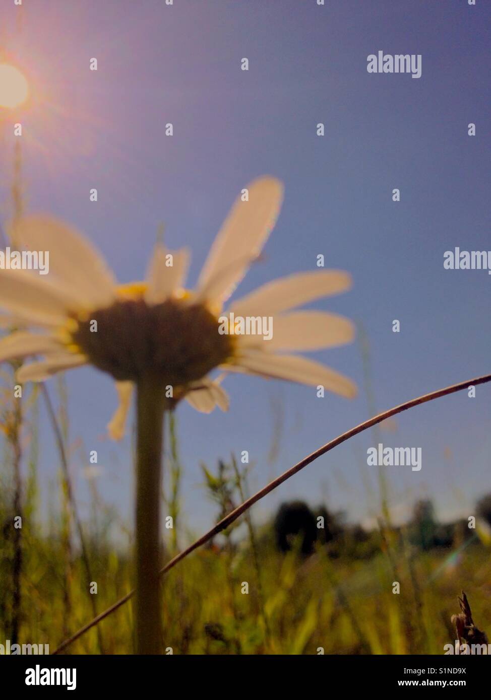 Daisy in der Sonne auf einen späten Sommer Tag - Smartphone-aufgenommenes Stockfoto