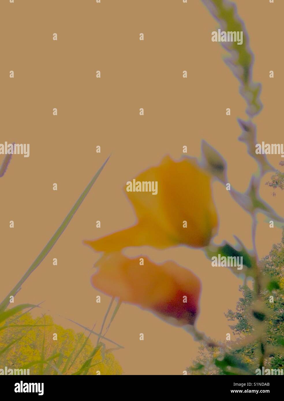 Helle Blüten im Spätsommer Sonne - Smartphone-aufgenommenes Stockfoto