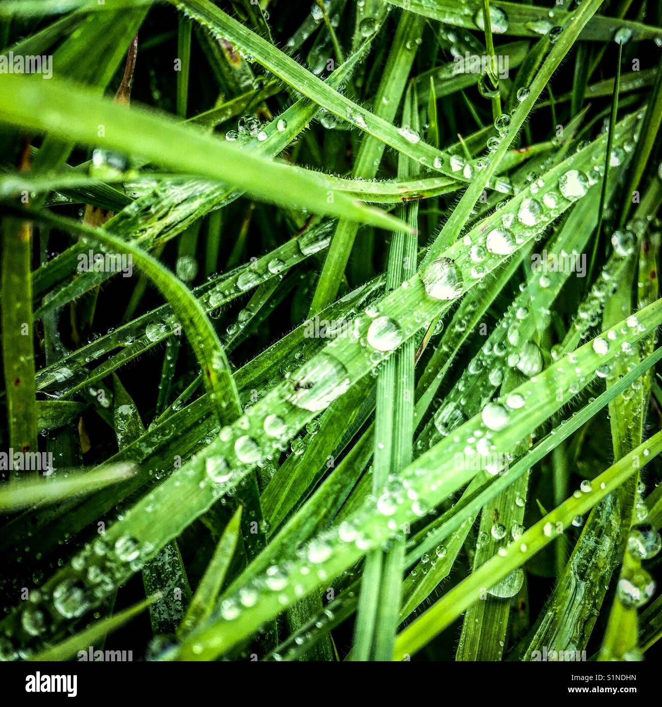 Regen fällt auf lange Grashalme Stockfoto