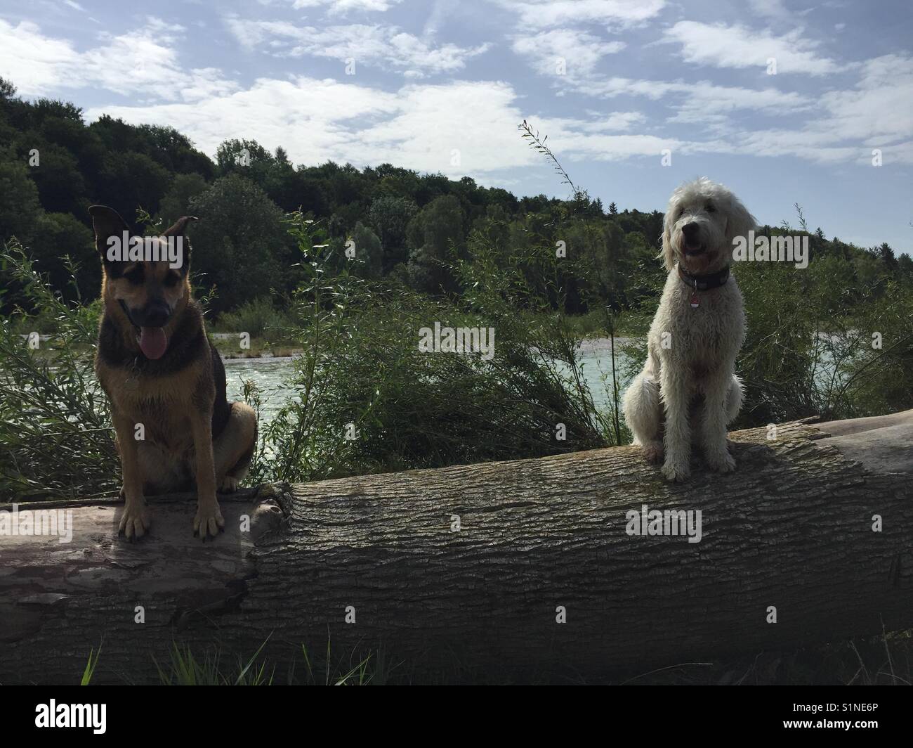 Zwei Hunde sitzen auf Stamm neben der Isar, München, Deutschland, im Sommer unter Bayerische blauer Himmel Stockfoto