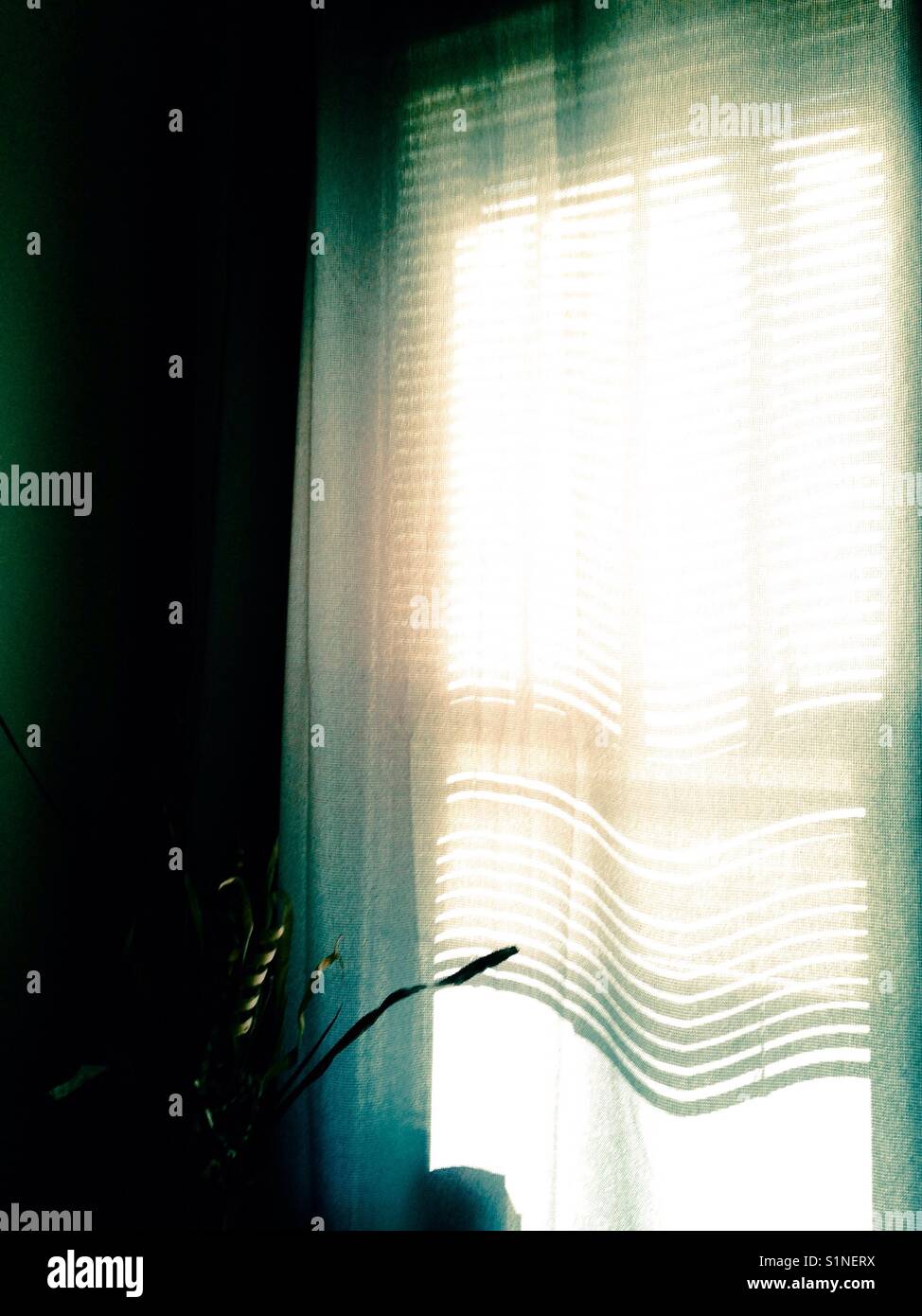 Sonnenlicht durch lichtdurchlässigen Vorhang über Fenster Stockfoto