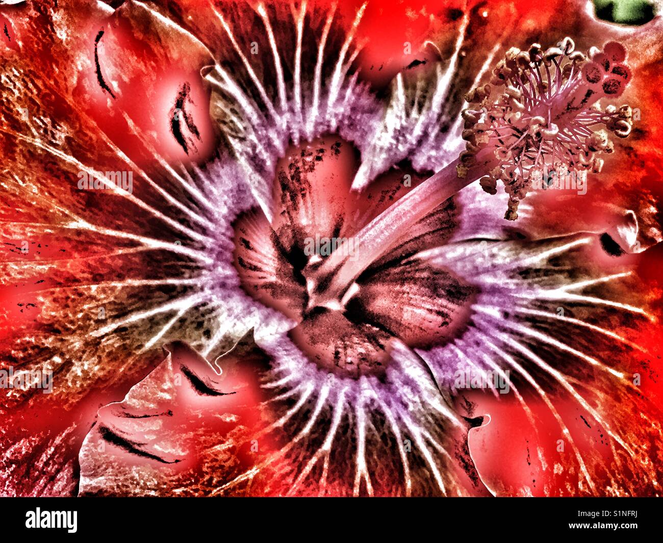Hibiskus-Blume, Nahaufnahme - Smartphone-aufgenommenes Stockfoto