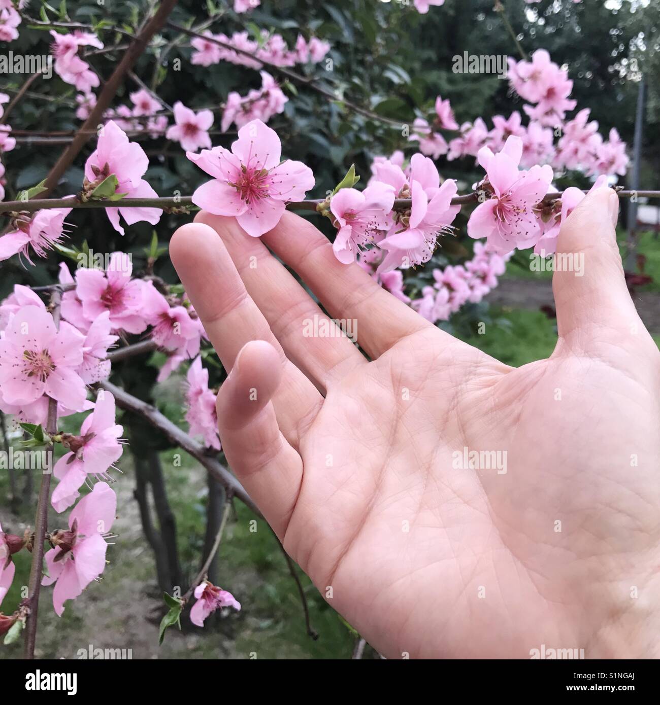 Des Menschen Hand streicheln eine kleine Blume. Stockfoto