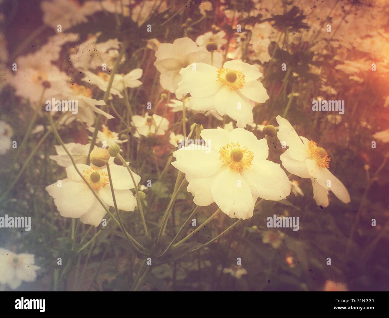 Weiße Anemonen England Großbritannien - Smartphone-aufgenommenes Stockfoto