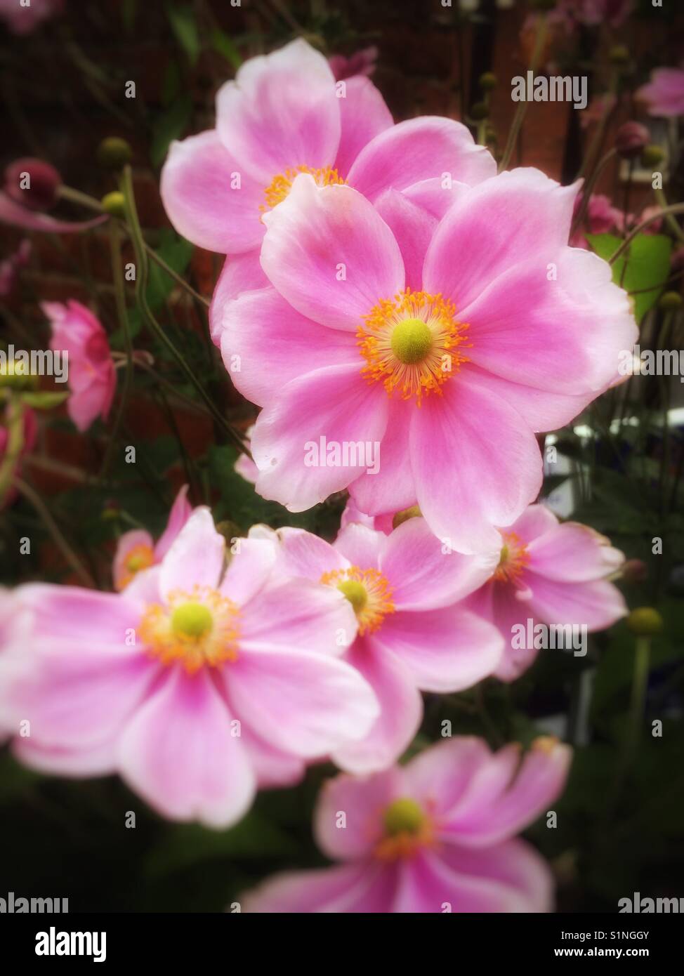 Rosa Anemonen Nahaufnahme England Großbritannien Großbritannien Großbritannien Großbritannien Großbritannien Großbritannien Großbritannien Großbritannien Stockfoto