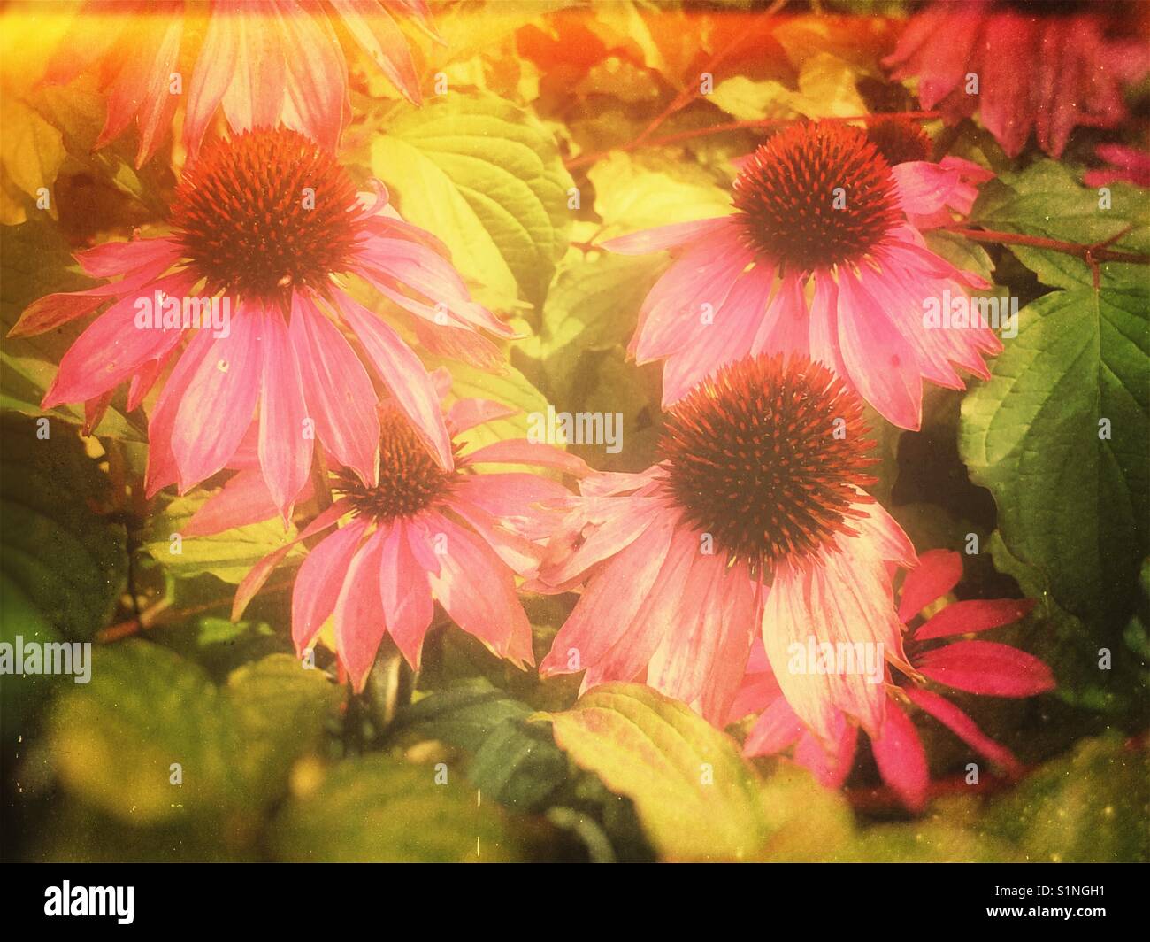 Rosa Echinacea Blüten Nahaufnahme England Vereinigtes Königreich Großbritannien Großbritannien Großbritannien Großbritannien Großbritannien Großbritannien - Smartphone-aufgenommenes Stockfoto