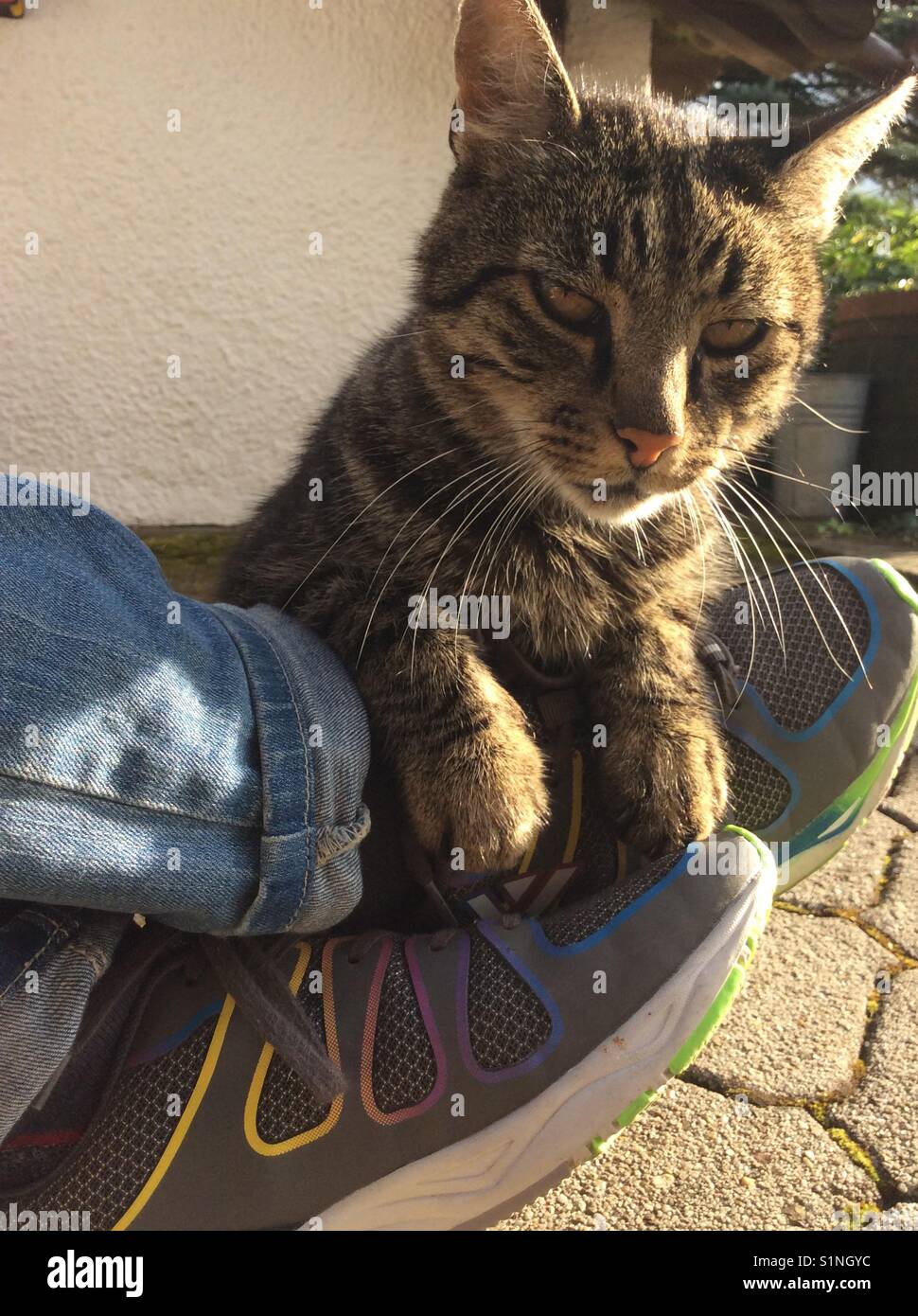 Inländische braune Katze liebt sitzen auf Schuhe Stockfoto