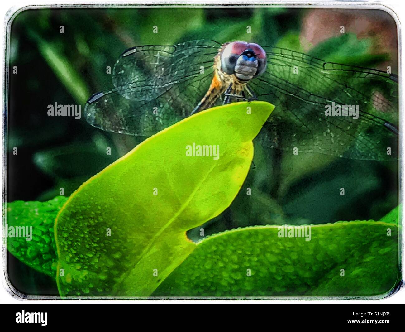 Eine weibliche Blue Dasher Dragonfly thront auf einem Blatt, Pachydiplax longipennis - Smartphone-aufgenommenes Stockfoto