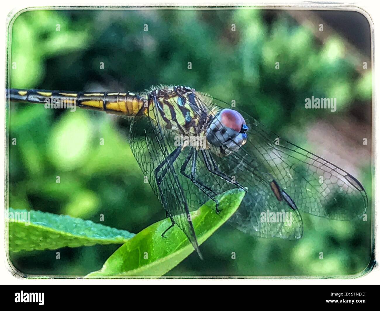 Eine weibliche Blue Dasher Dragonfly thront auf einem Blatt, Pachydiplax longipennis - Smartphone-aufgenommenes Stockfoto
