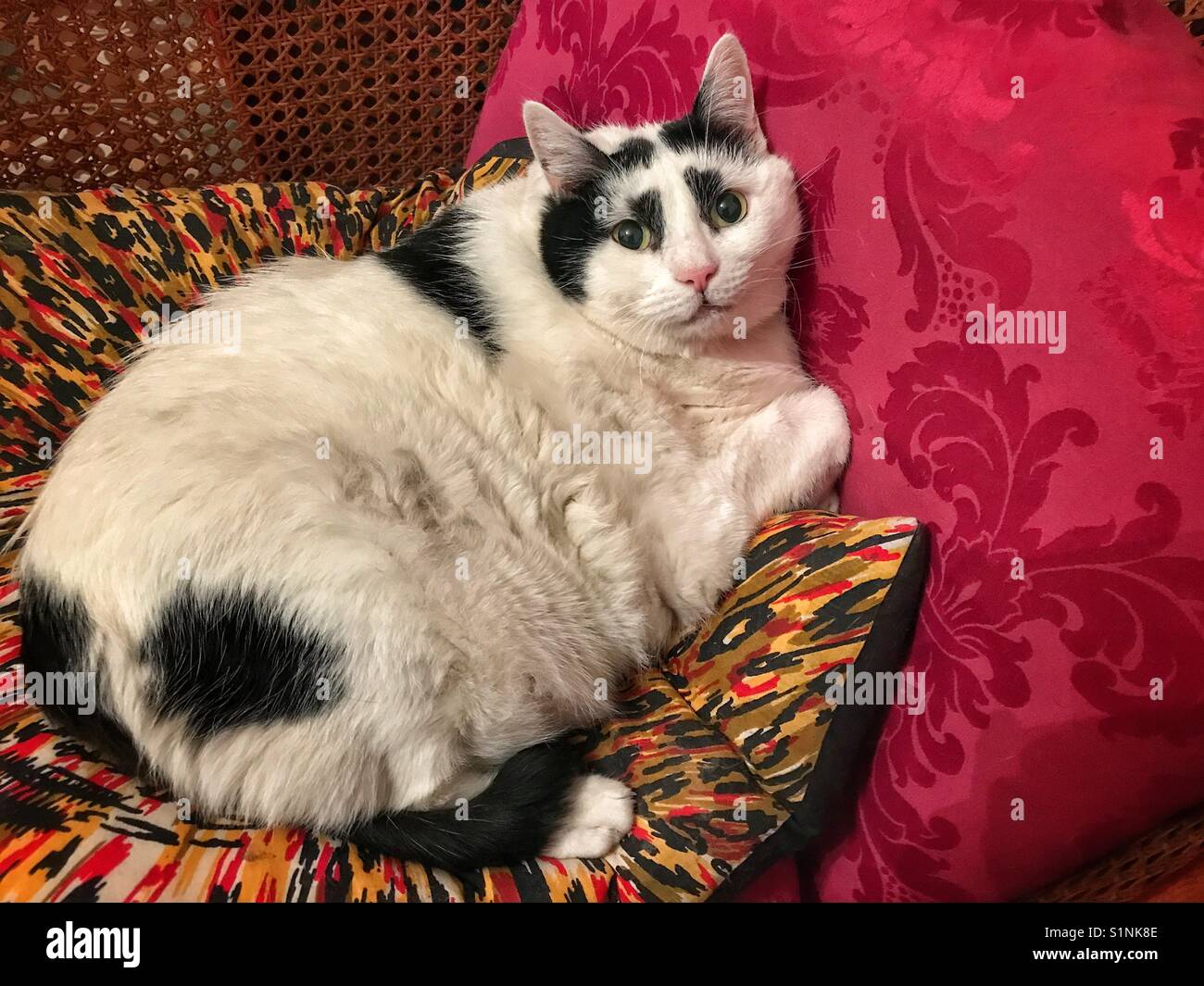 Fette Katze Stockfotos und -bilder Kaufen - Alamy