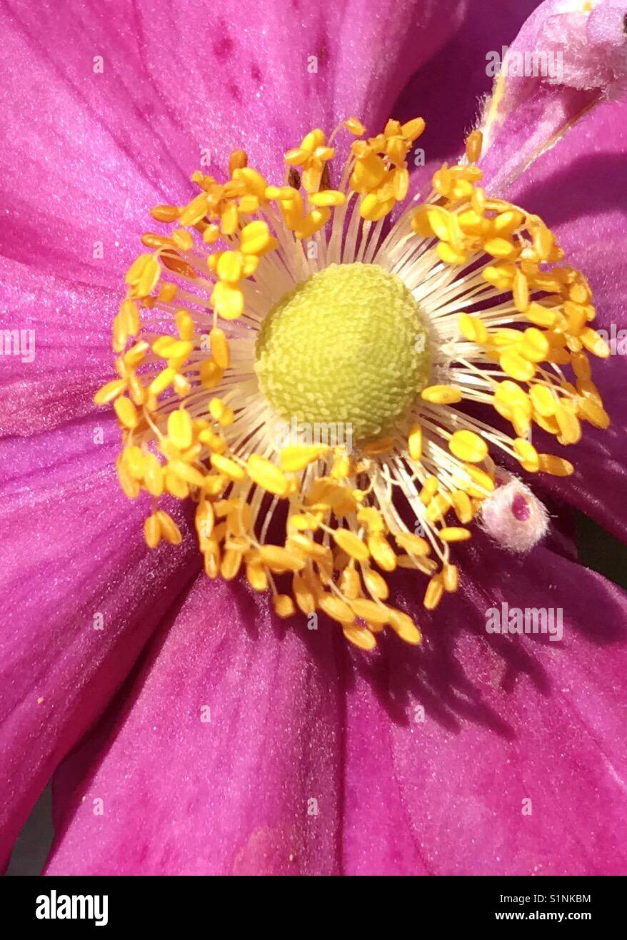 Rosa Blume mit starken gelben Staubgefäßen. Stockfoto