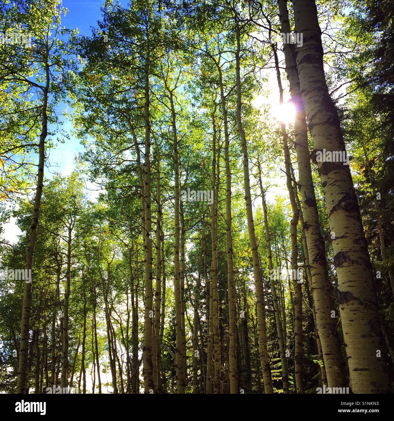 Die Einstellung Ende Sommer Sonne pokes durch den wunderschönen Aspen Bäume Stockfoto