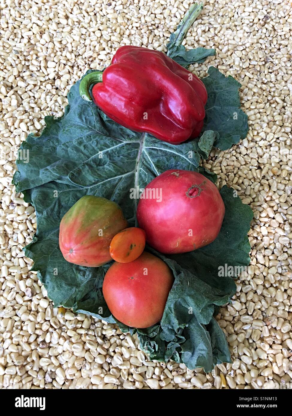 Tolles Foto von Tomaten und Paprika in Getreide Hintergrund Stockfoto