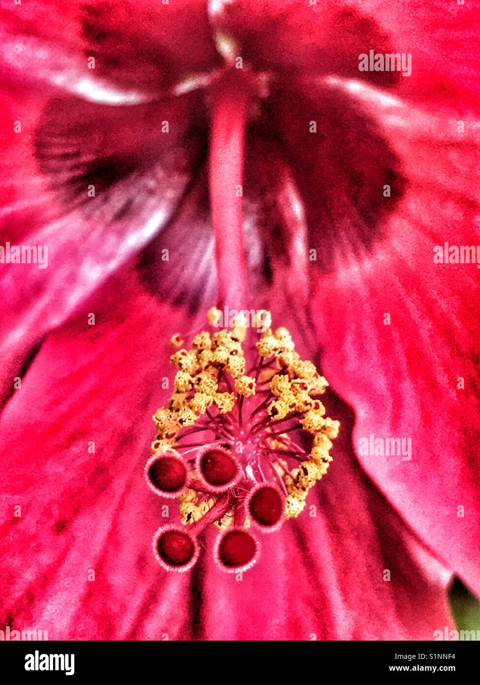 Hibiskus-Blume, Nahaufnahme - Smartphone-aufgenommenes Stockfoto