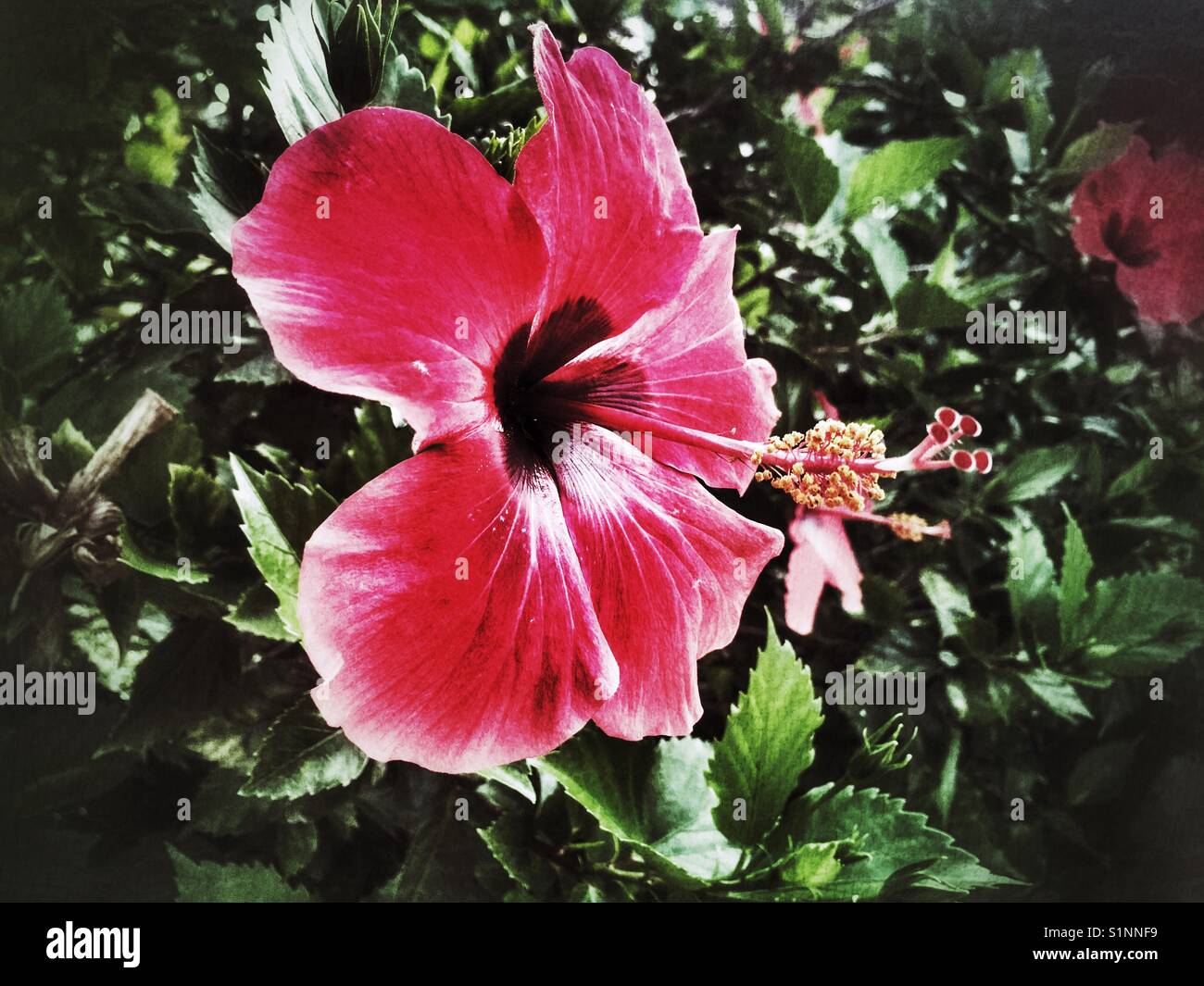 Hibiskus - Smartphone-aufgenommenes Stockfoto
