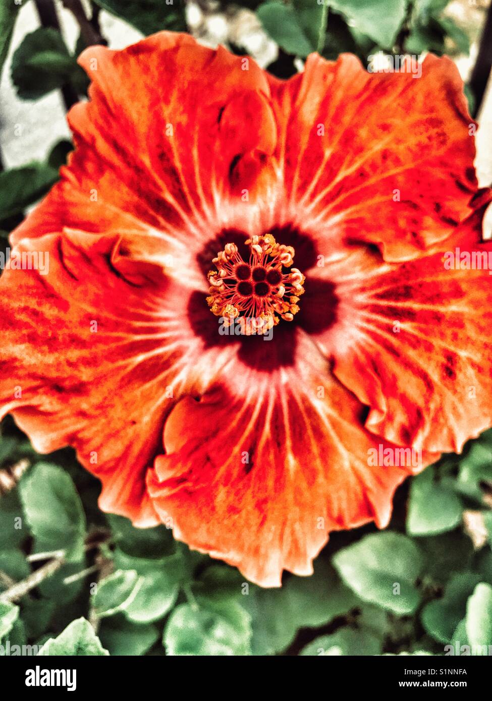 Orange Hibiskus - Smartphone-aufgenommenes Stockfoto