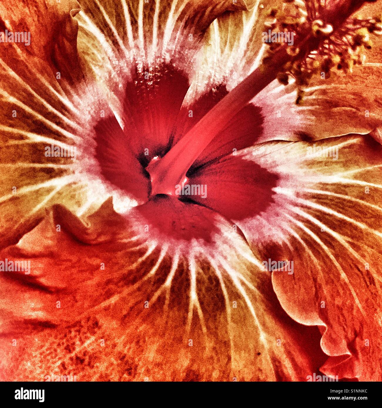 Hibiskus Blume, Red Centre - Smartphone-aufgenommenes Stockfoto