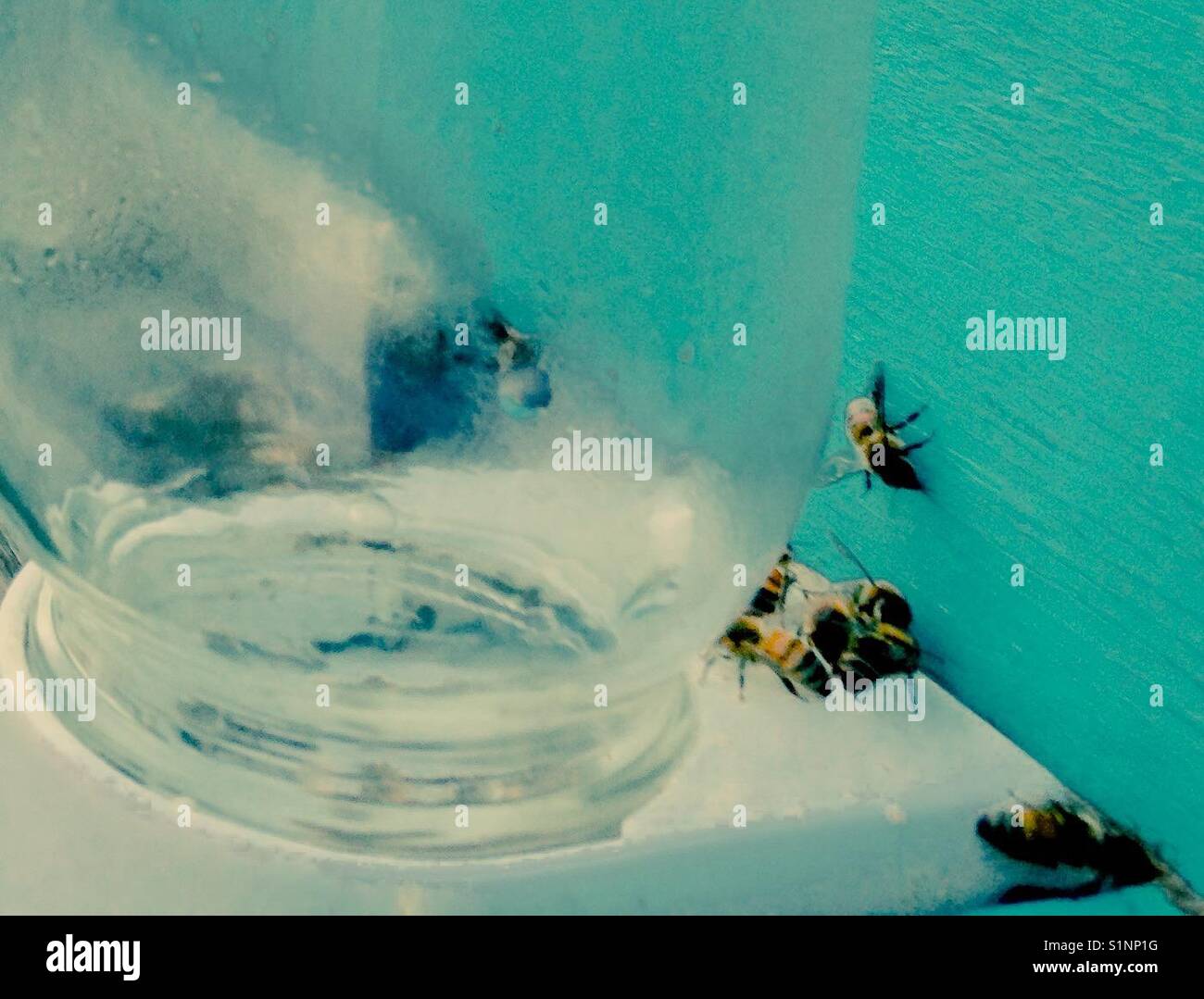 Die Bienen sammeln bei Zucker Wasser jar Stockfoto