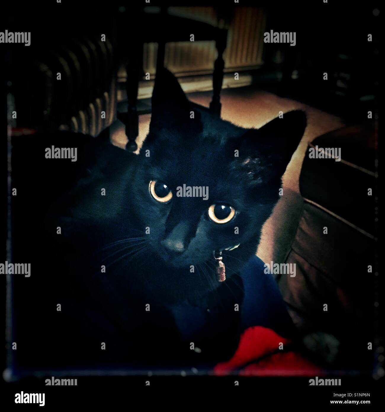 Eine junge schwarze Katze mit großen Augen Stockfoto