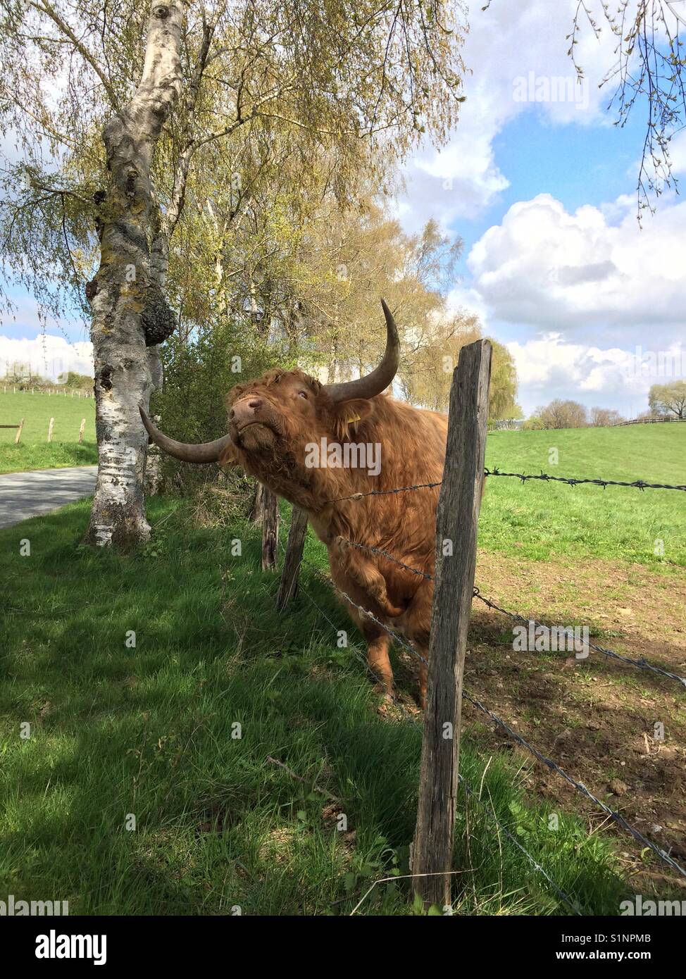 Schottische Hochlandrinder Kratzen auf Stacheldraht Stockfoto