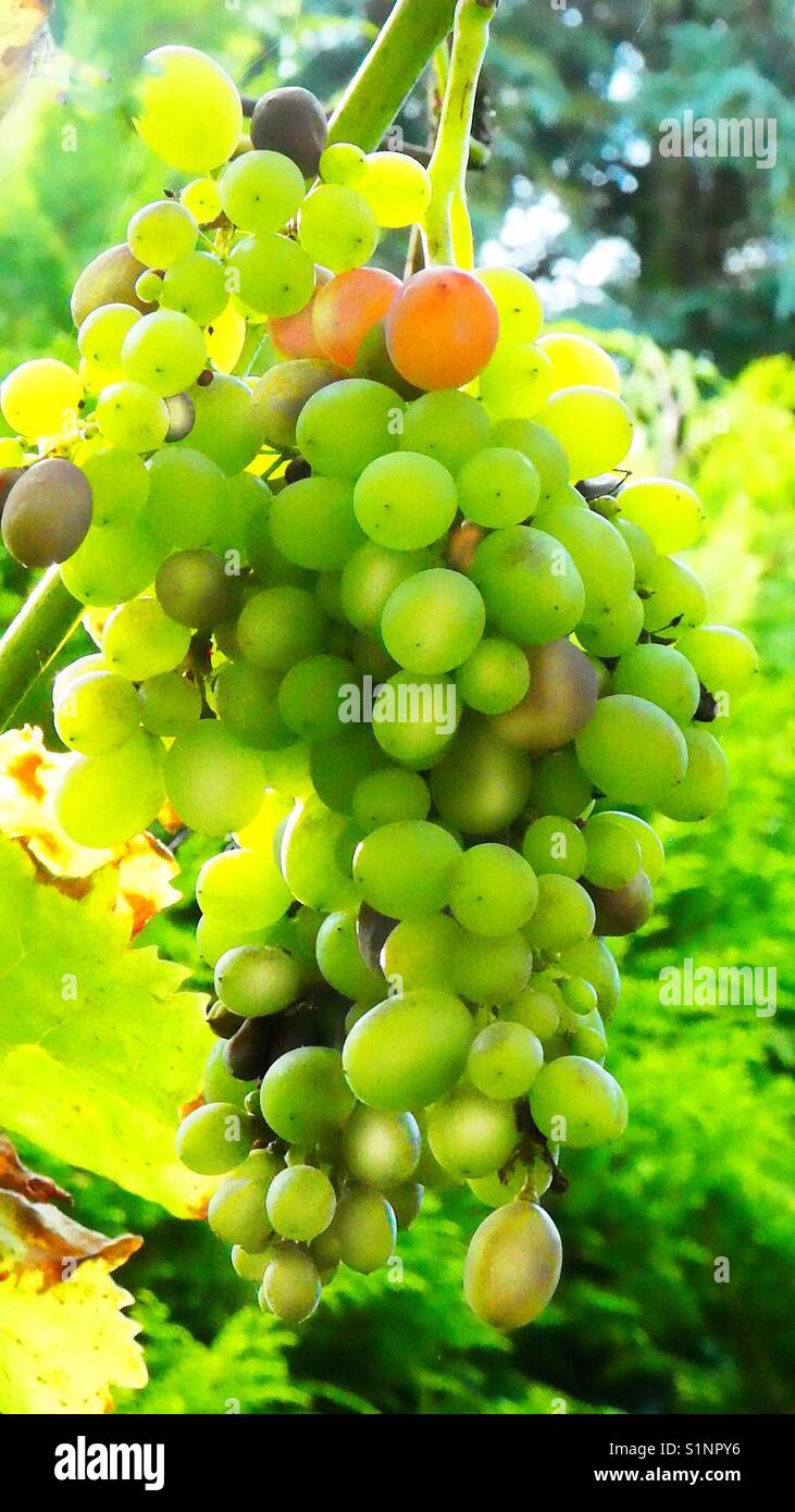 Trauben und Sonnenlicht im Herbst. - Smartphone-aufgenommenes Stockfoto