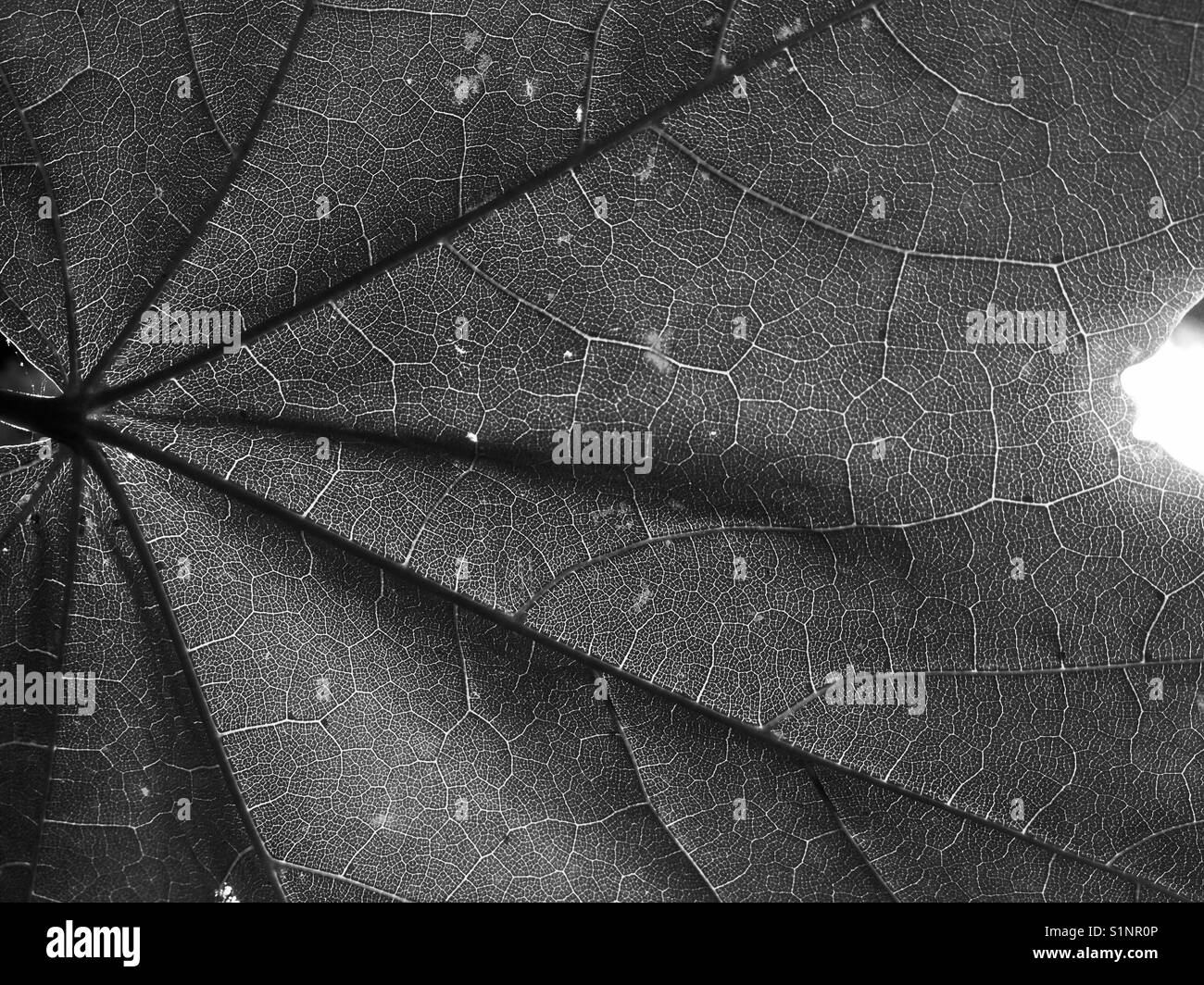 Sonne beleuchtete großes Blatt, Beleuchtung, Venen, in Schwarz und Weiß. Stockfoto