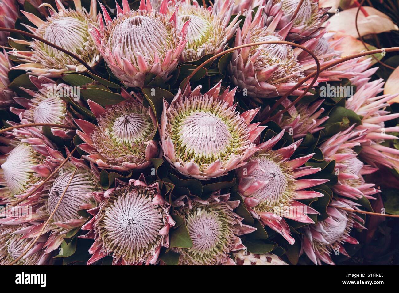 Blumen in Madeira Markt Stockfoto