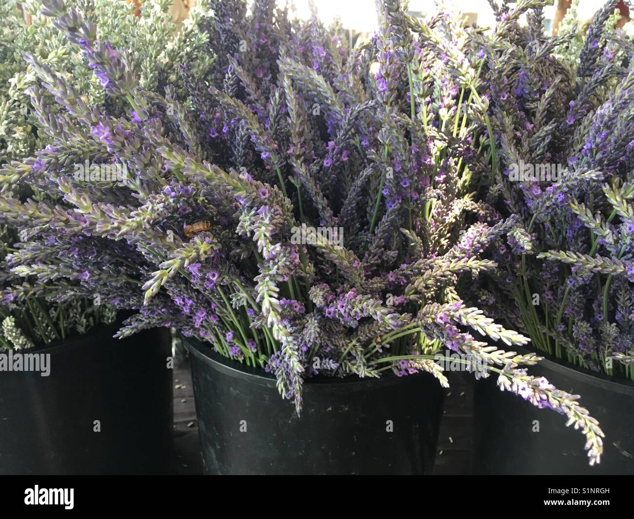 Lavendel in der Blüte Stockfoto