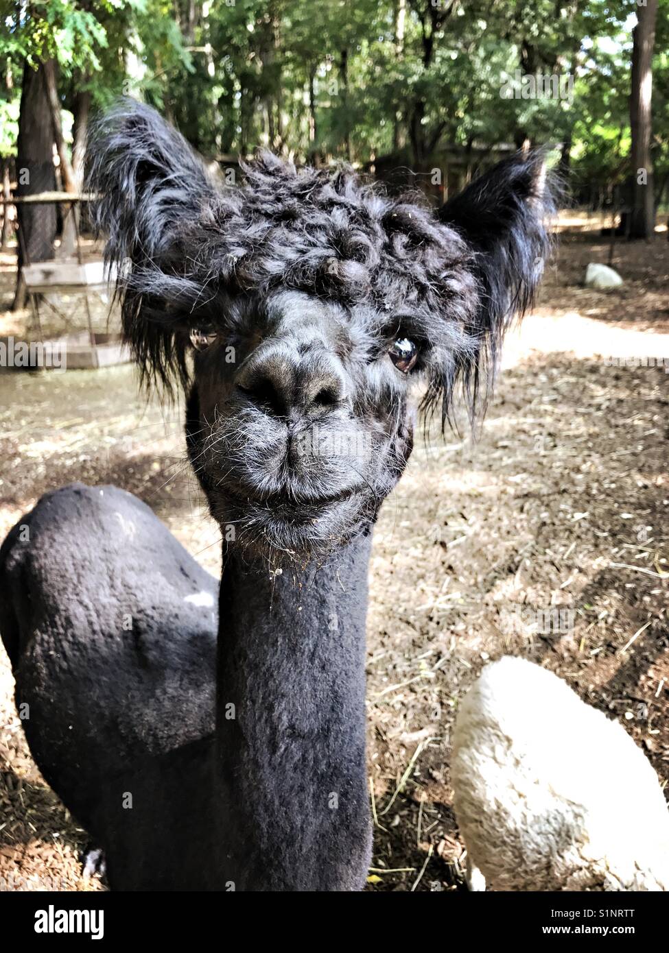 Freundlich Alpaka - Smartphone-aufgenommenes Stockfoto