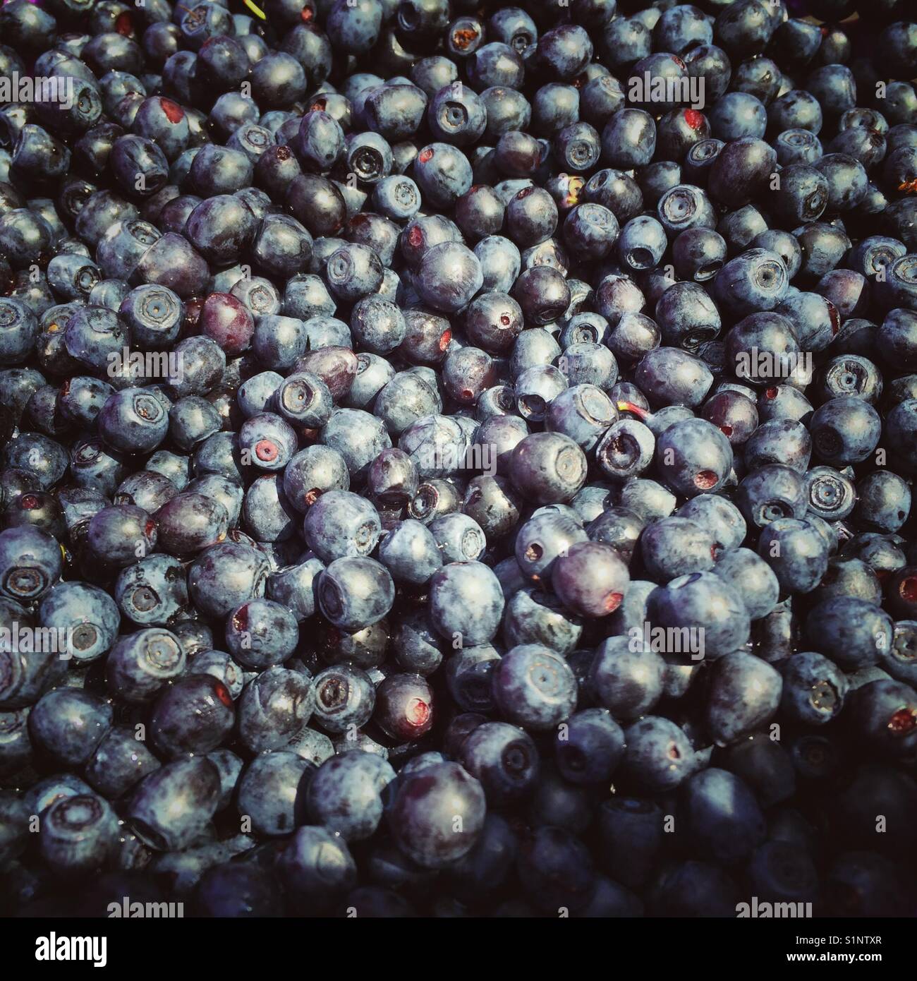 Wilde europäische Heidelbeeren, Vaccinium myrtillus - Smartphone-aufgenommenes Stockfoto