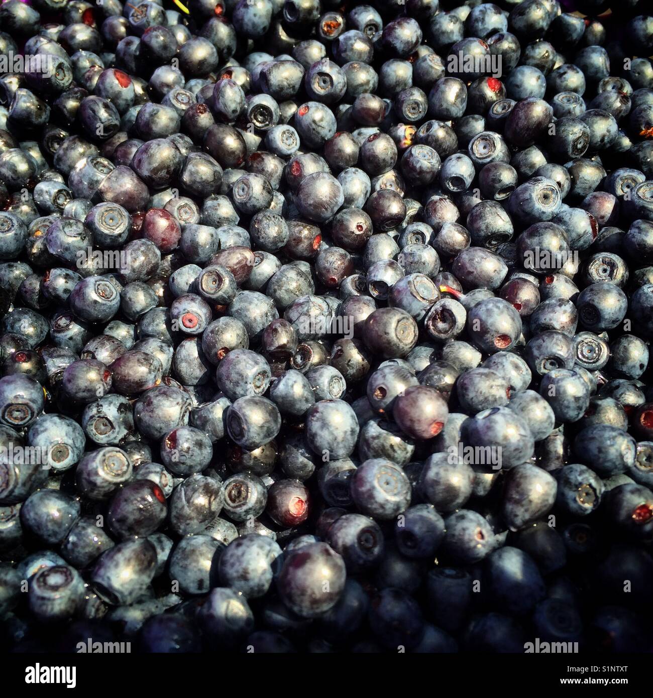 Wilde europäische Heidelbeeren, Vaccinium myrtillus - Smartphone-aufgenommenes Stockfoto