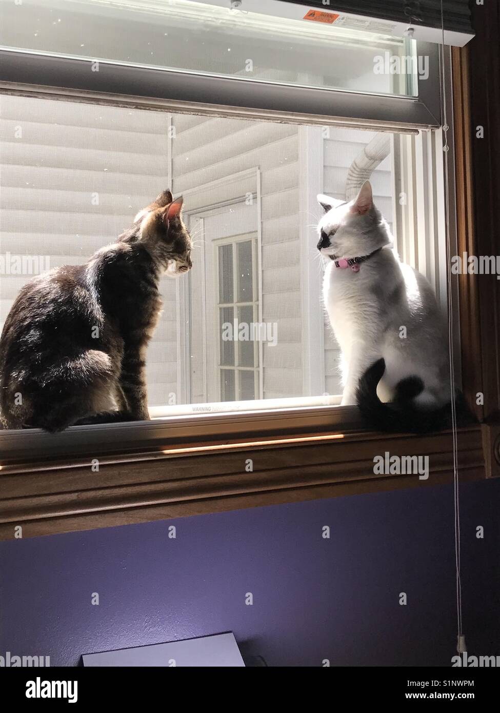 Zwei Katzen in einander anzustarren. Stockfoto