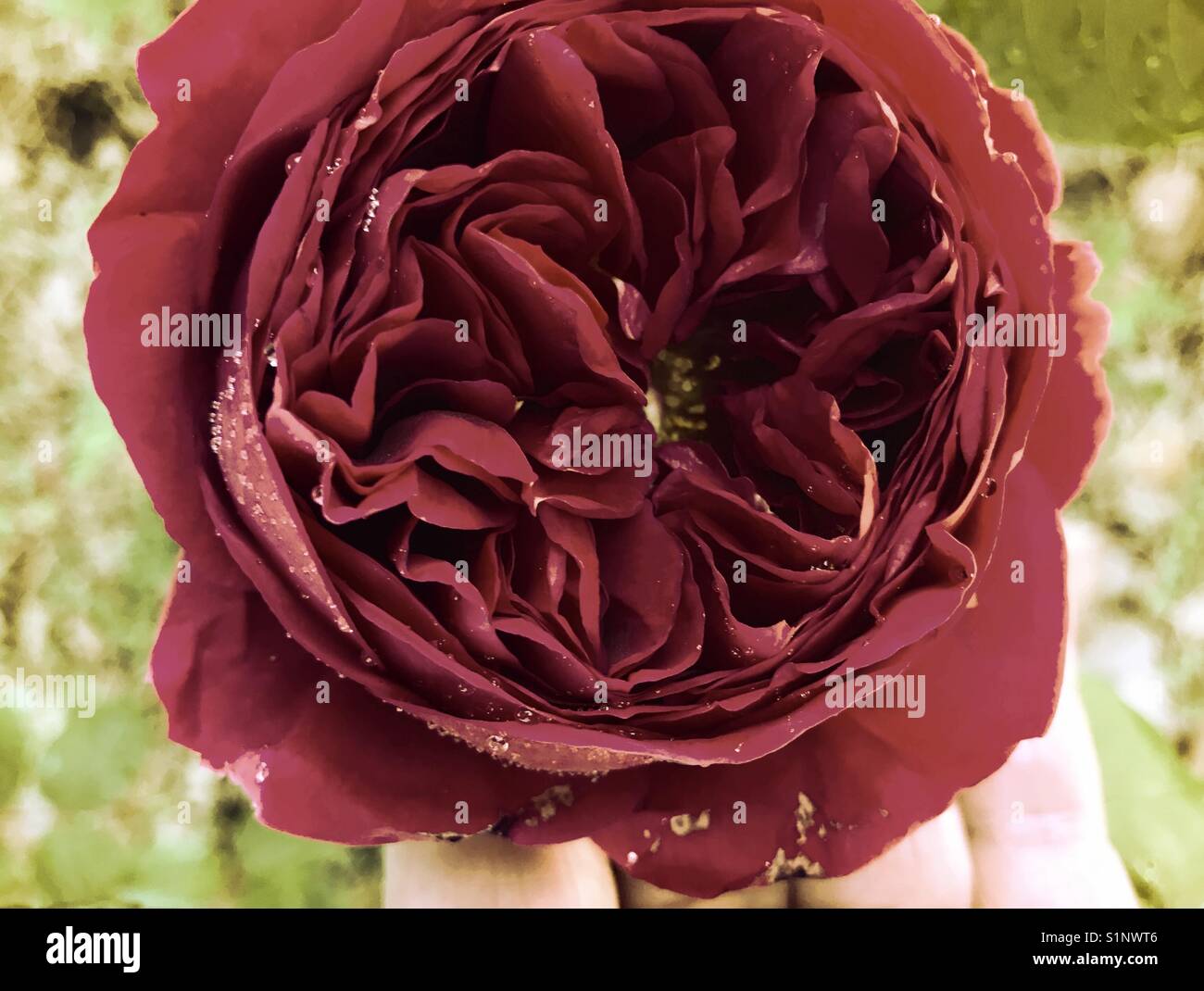 Dark Red Old English Rose. - Smartphone-aufgenommenes Stockfoto