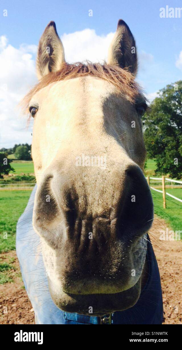 Nahaufnahme von Pferd Stockfoto