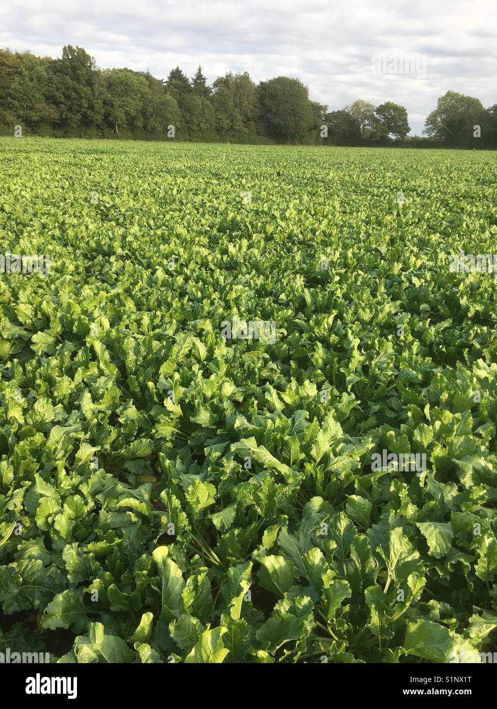 Zuckerrüben Feld in Norfolk, Großbritannien Stockfoto