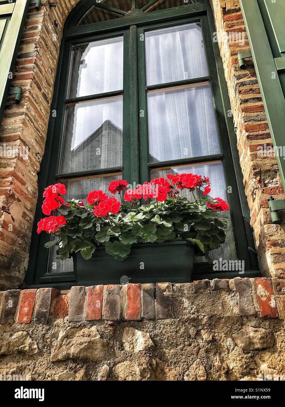 Blumen auf der Fensterbank. Stockfoto