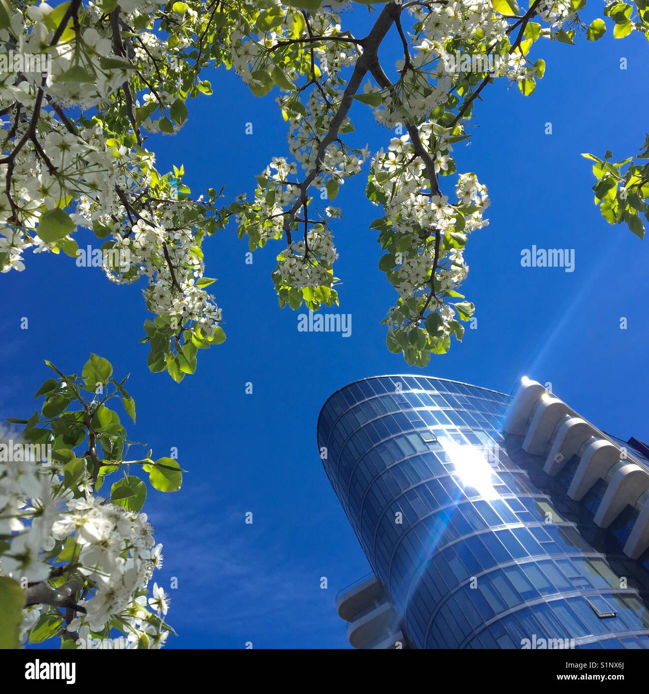 Frühling blüht auf einem Apfelbaum mit modernen Gebäude Stockfoto