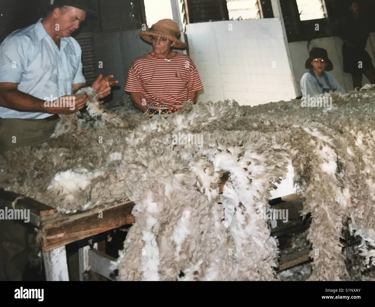 Australischen schafen Sheering, Stockfoto