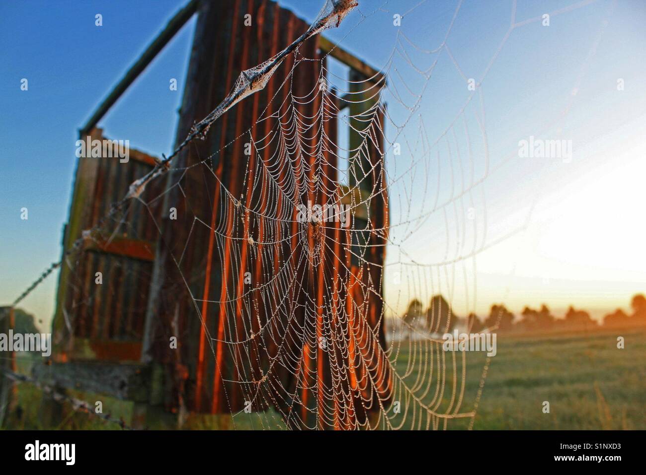 Spinnennetz im Stacheldraht zaun wird Milch im Hintergrund werfen kann - Smartphone-aufgenommenes Stockfoto