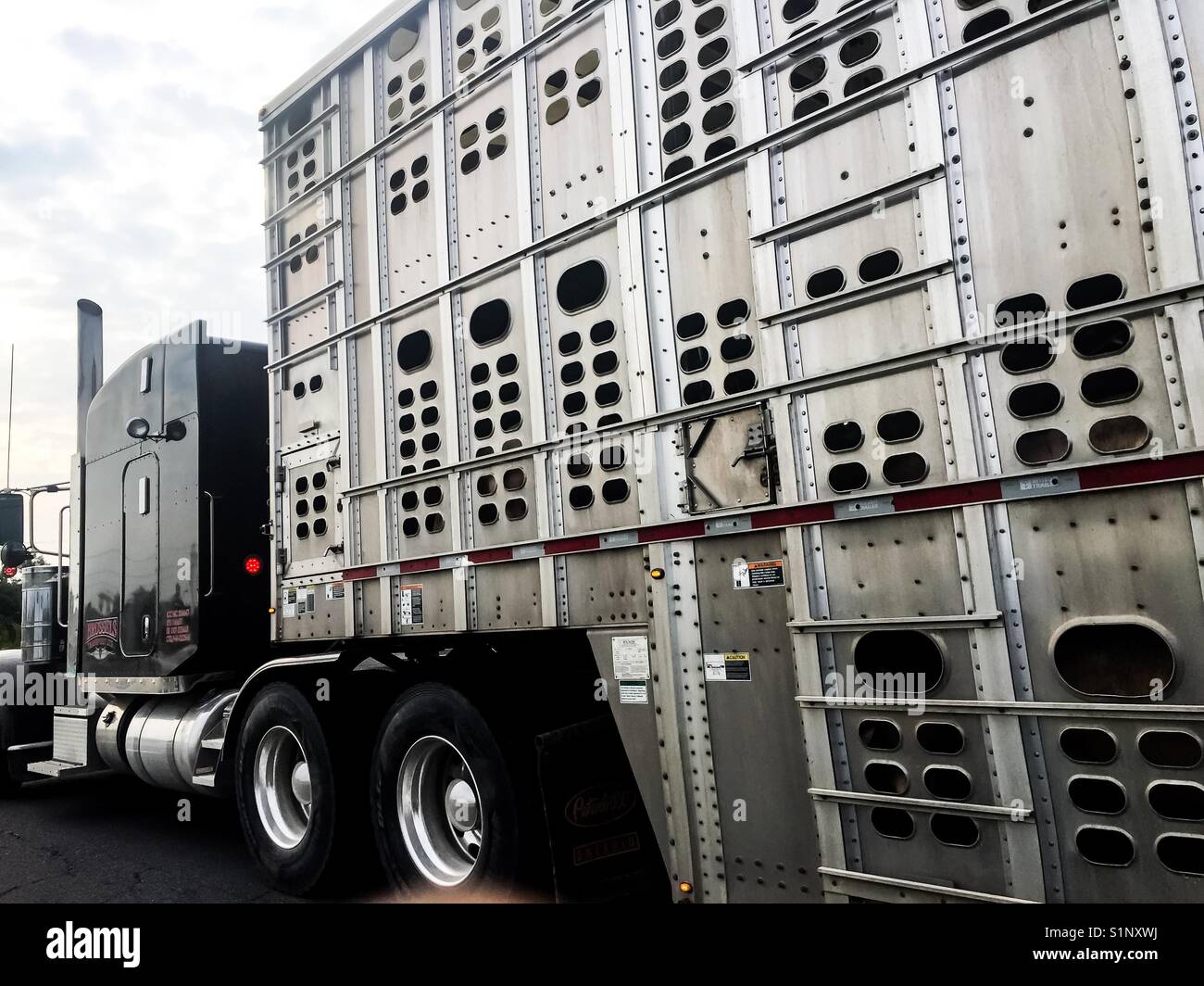 Transport von Schweinen - Smartphone-aufgenommenes Stockfoto