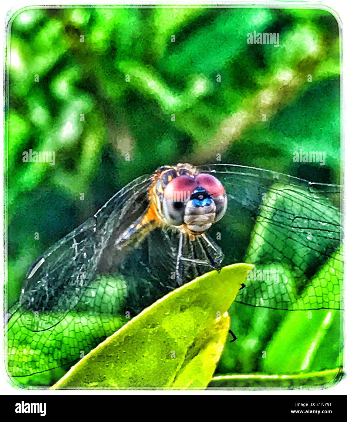 Eine weibliche Blue Dasher Dragonfly thront auf einem Blatt, Pachydiplax longipennis - Smartphone-aufgenommenes Stockfoto