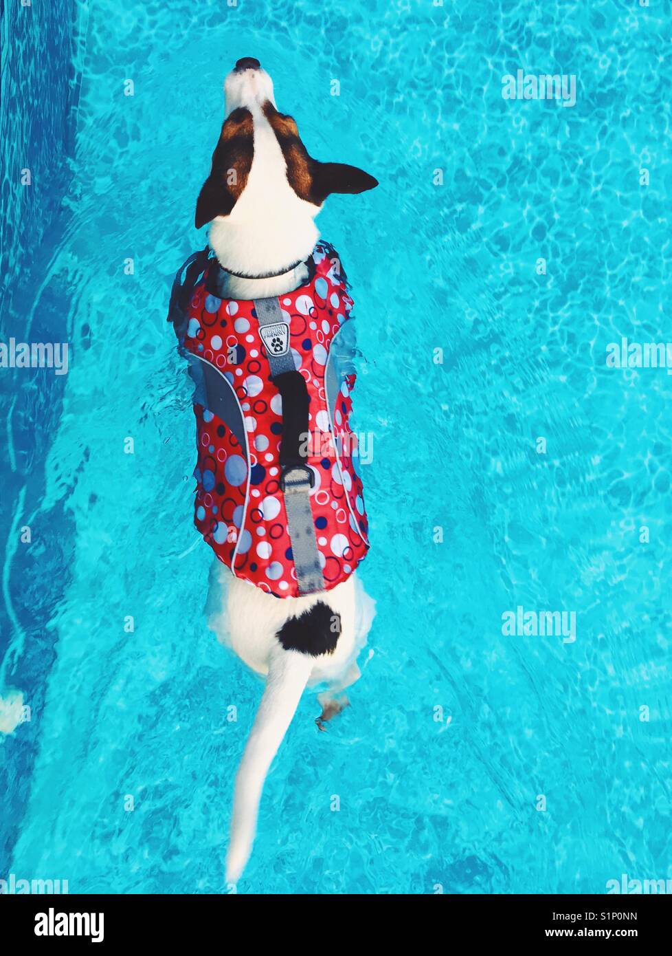 Jack Russell Terrier Hund das Tragen einer Schwimmweste Schwimmen im
