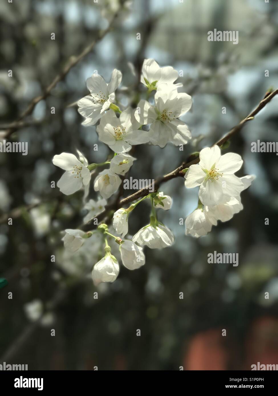 Sakura-Blumen Stockfoto
