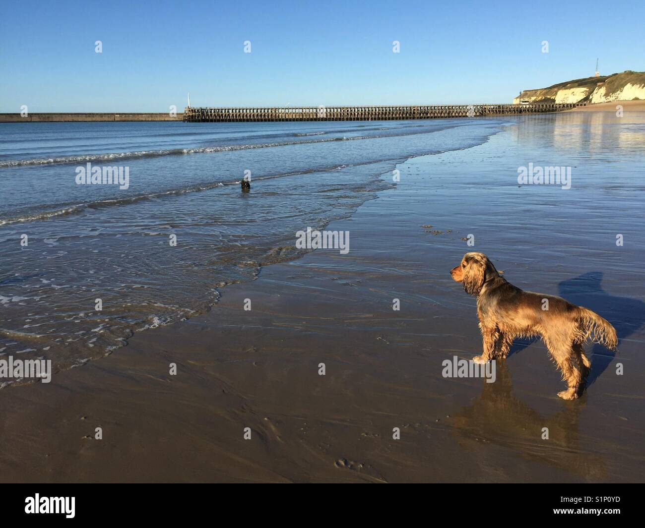 Hund aufpassen Flut Stockfoto